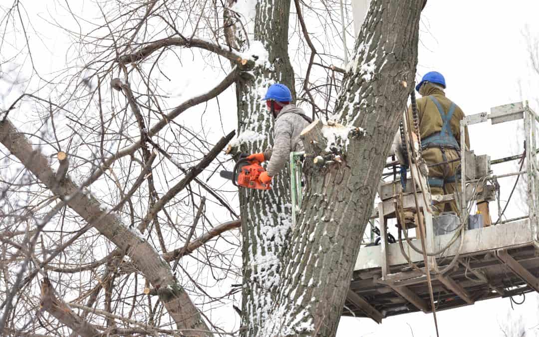 Types of Trees You May Not Want in Your Backyard