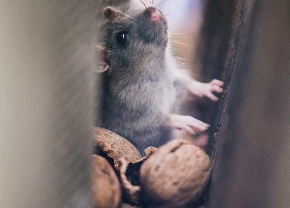 Rats: How Do I Get Rid of Them for Good?
