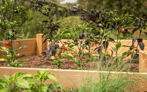 5 Benefits of Gardening on Raised Beds