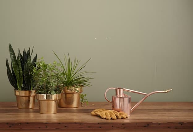 Indoor Gardening: Tips for Growing Plants in Low-Light Conditions and Small Spaces