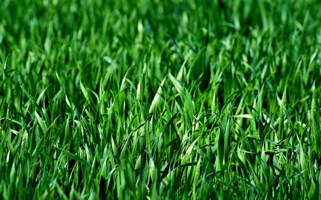 The Advantages Of Choosing A Premium Turf Supplier For Your New Lawn
