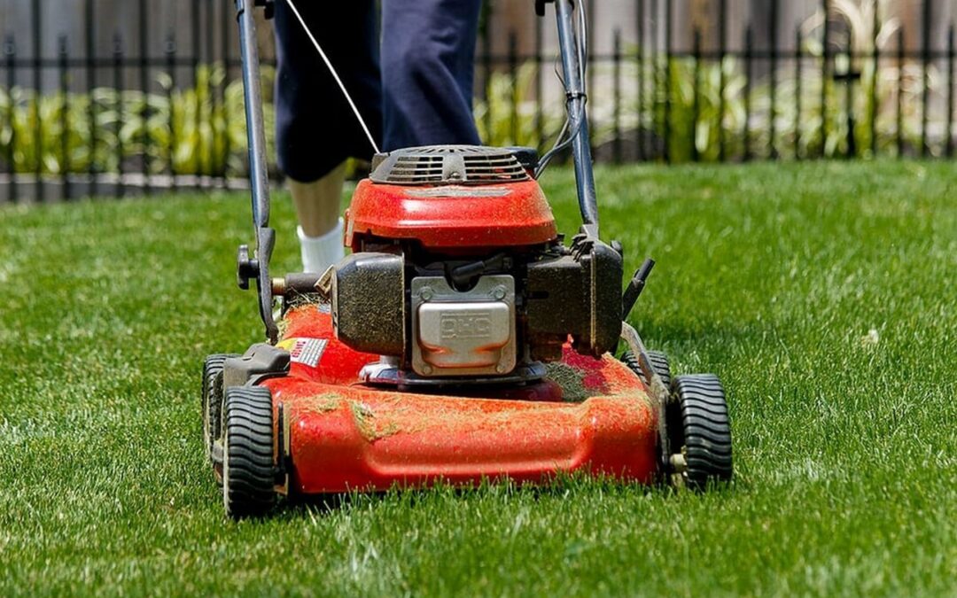 Common Lawn Problems Solved: Insights from Home Pros