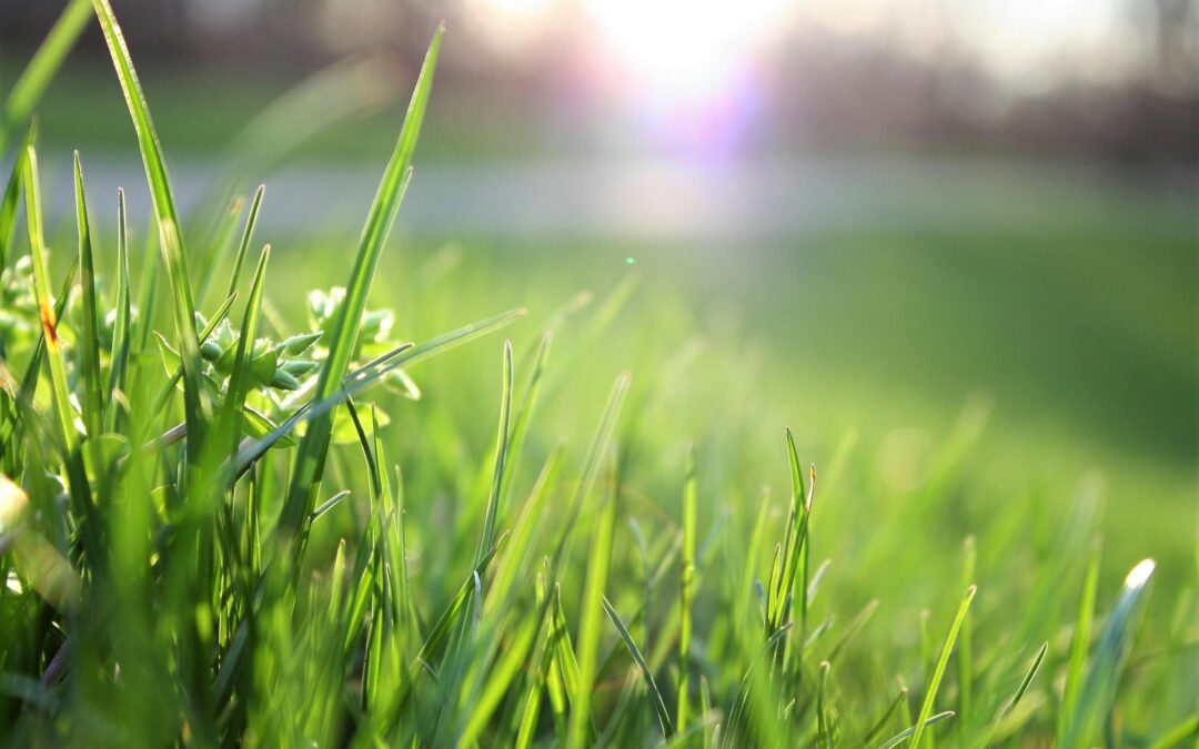 Why Choose Eco-Friendly Lawn Care for a Greener Tomorrow?