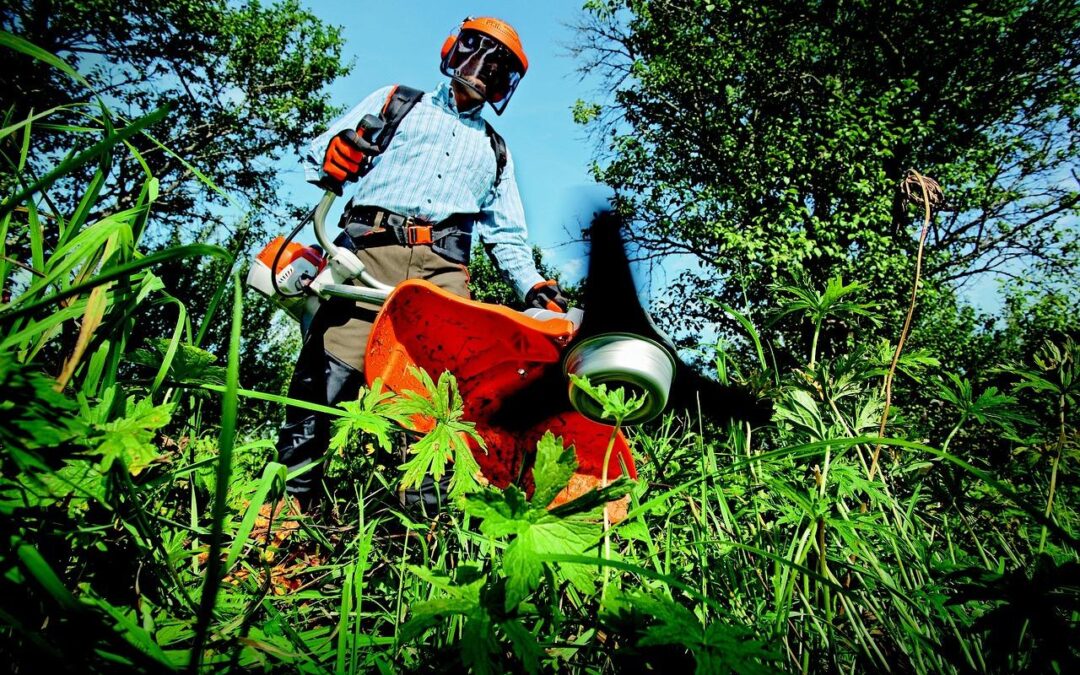 When to Call a Professional for Poison Ivy Removal