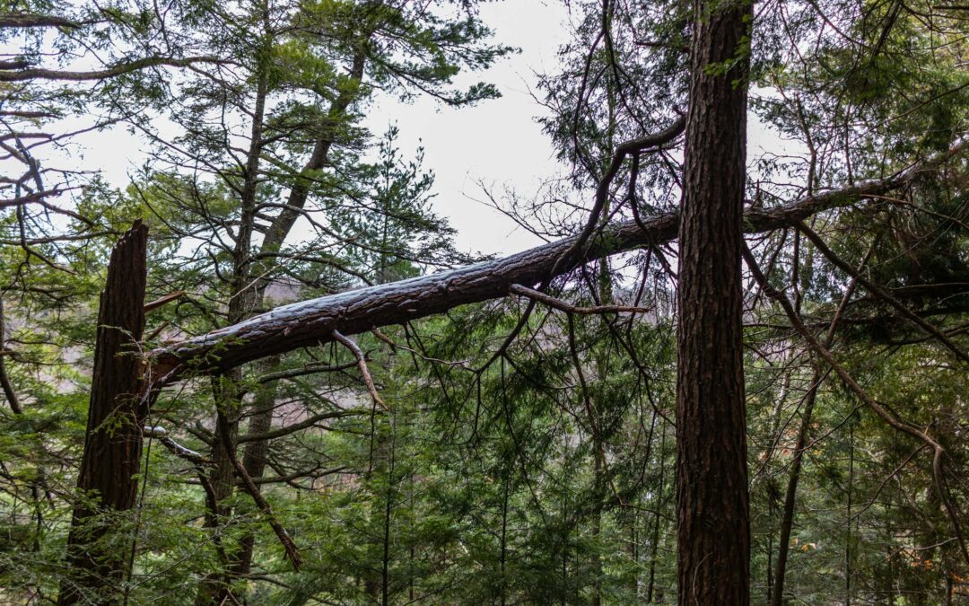 5 Warning Signs Your Spring Hill Tree Is About to Fall (And What to Do Next)