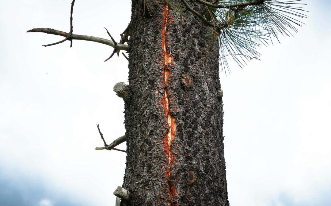 Lightning Damage to Trees in Pasadena: When to Remove vs. When to Save