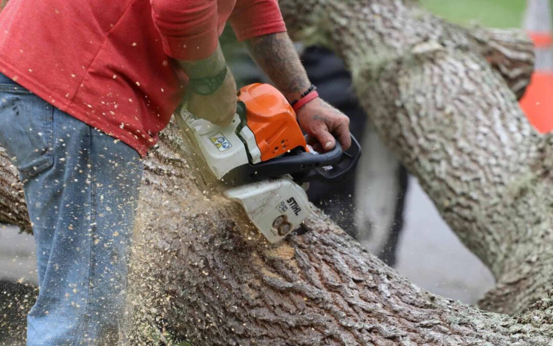 Why Local Knowledge Matters in Tree Service Across Georgetown, TX