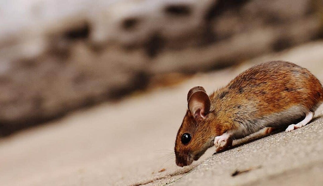 How to Tell If Your Home Has a Hidden Pest Problem