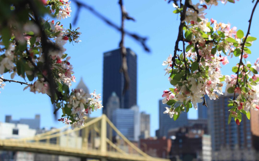 Emergency Tree Removal in Pittsburgh: What Every Homeowner Should Know