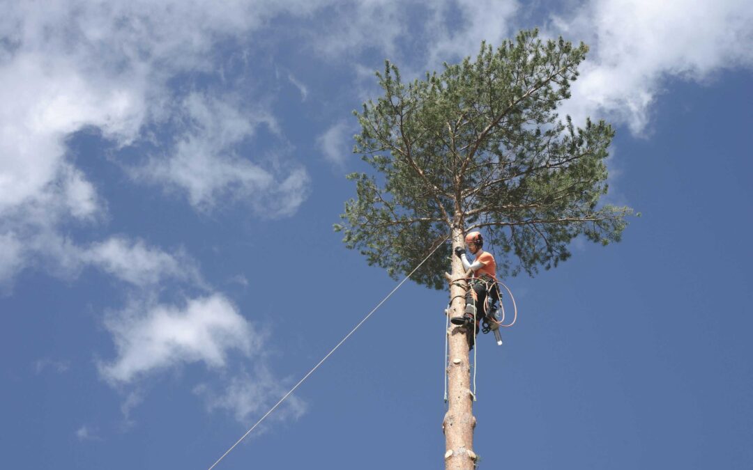 Lot Clearing Solutions Every Real Estate Contractor Needs