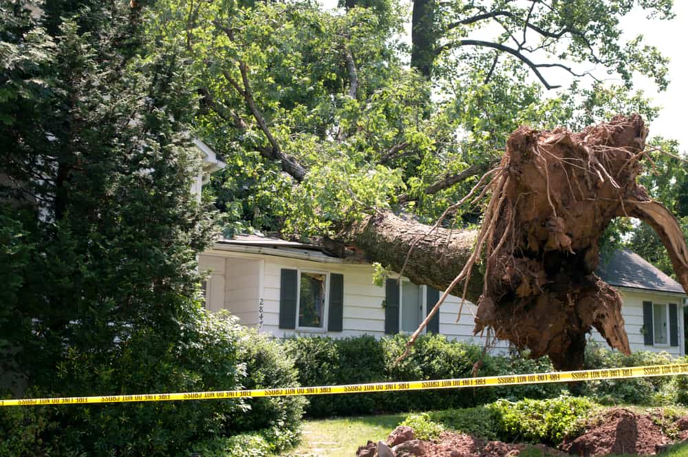 Signs Your Backyard Tree May Be Dangerous