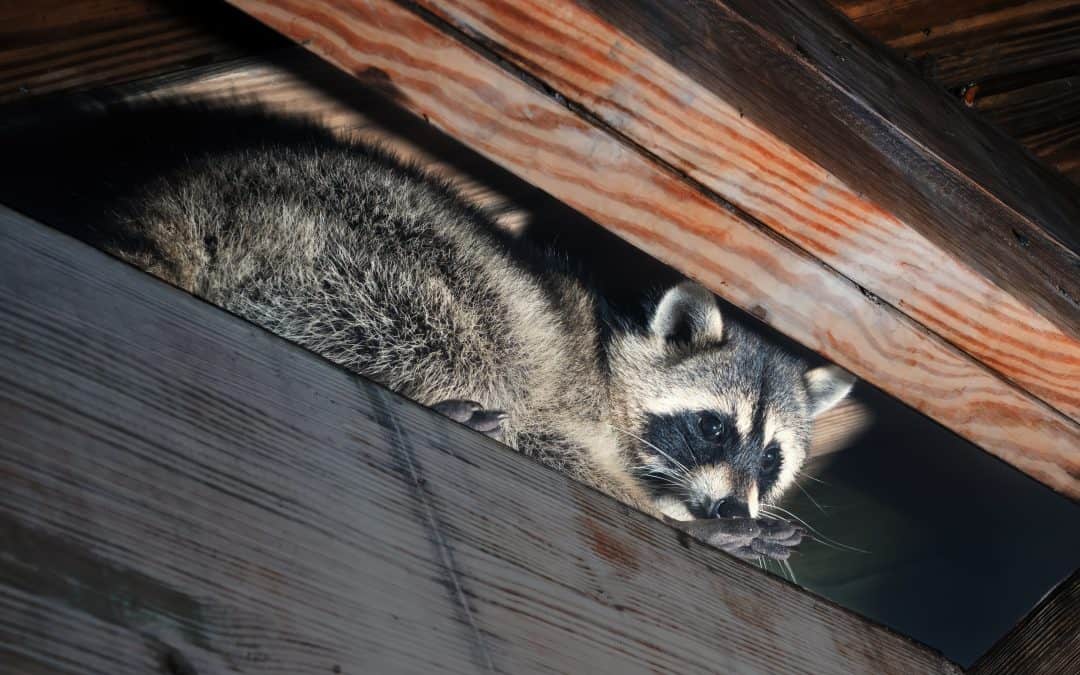 Attic Animal Removal: Damages They Can Do Inside Your Home