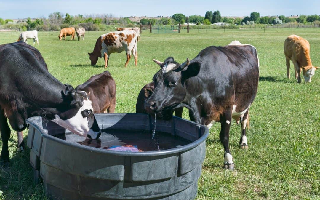 Tips To Remember When Installing Water Troughs At A Farmhouse