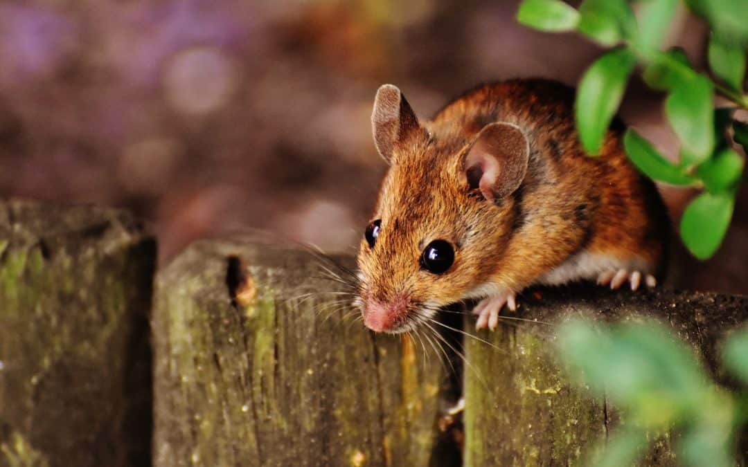 5 Signs Mice Are Living in Your Home