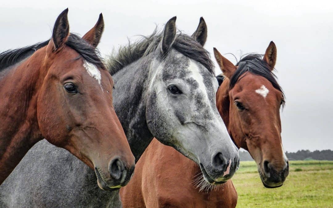5 grooming tips every horse owner should know
