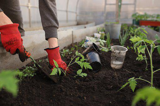 Want to Start Gardening? Here’s How | Find The Home Pros