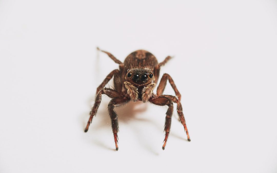 Spiders in the House: The Most Common Species and What to Do