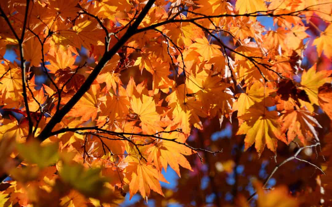 Top Benefits of Hiring Tree Services This Fall