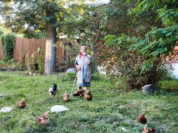 backyard chickens