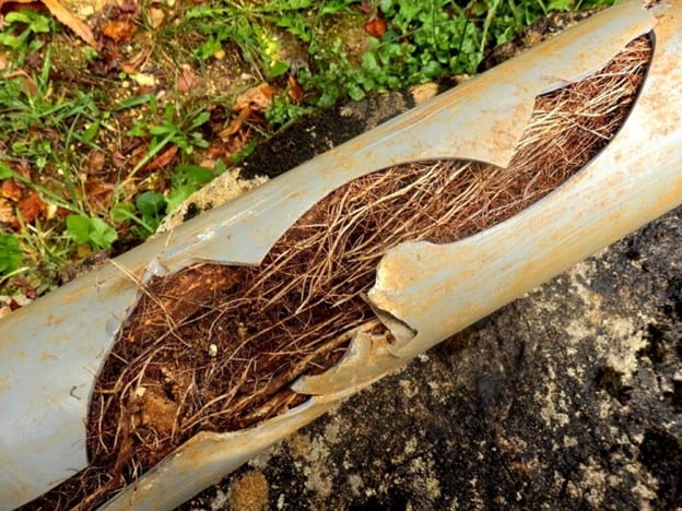 How Often Should You Check Your Pipes for Tree Roots?