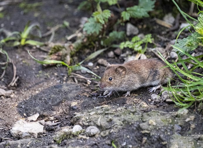 How to Prevent Vole Infestation on Your Property