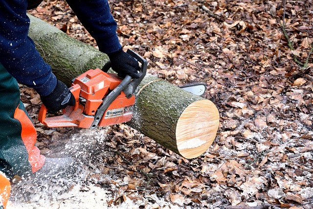 Reasons You Need Emergency Tree Removal Services