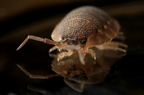 How to Keep Your Home Bed Bug Free