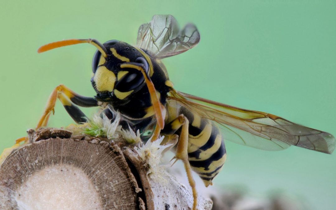 How to Keep Wasps Away from Your Property