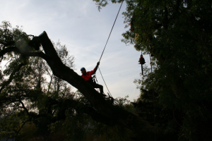 tree trimming