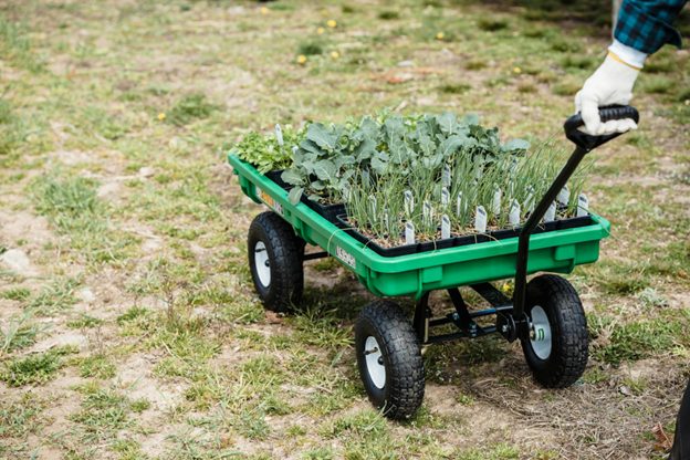 From Seed to Table: How Greenhousing Can Revolutionize Food Production