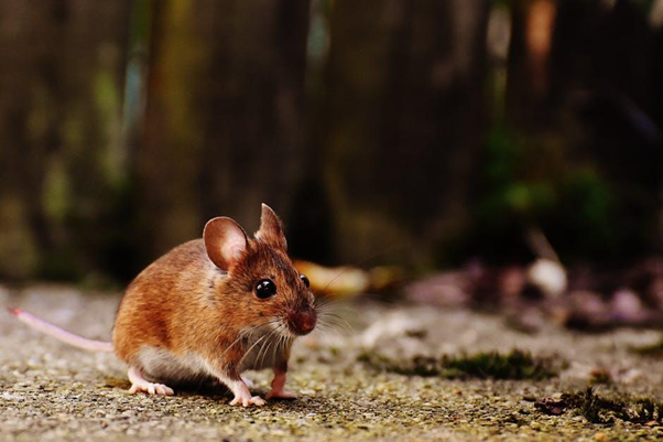 mouse in attic