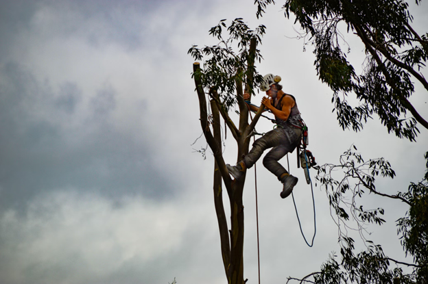 man climbing tree