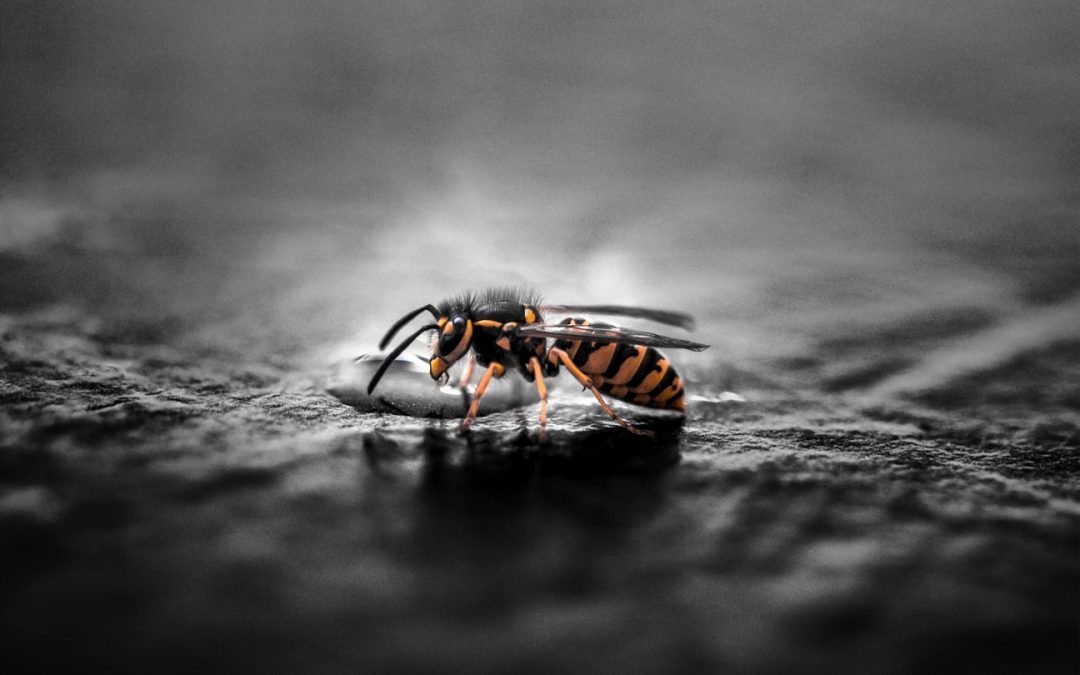 Tips for Wasp Removal from Residential Homes
