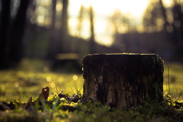 tree stump