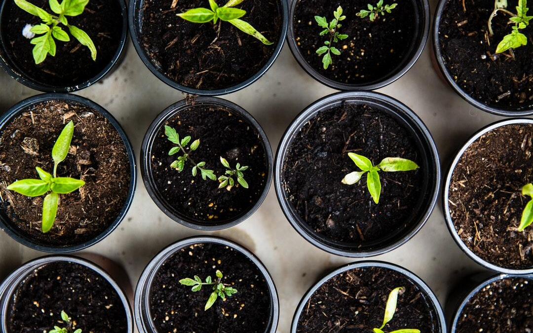 seedling growing in small pots