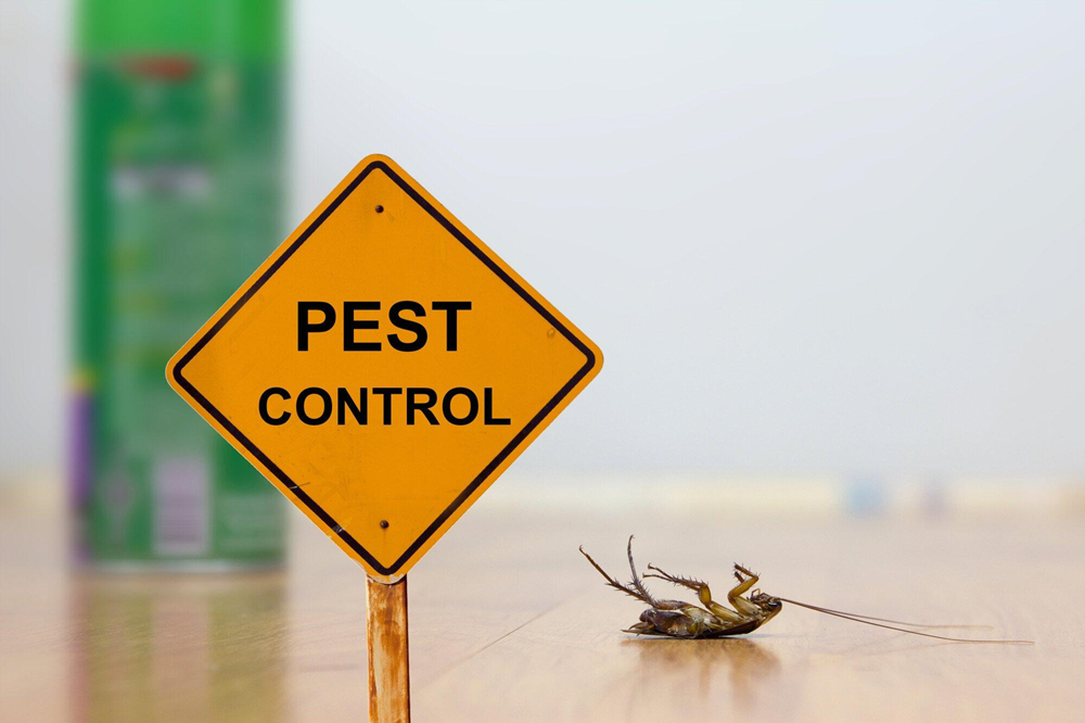 pest control sign and dead bug