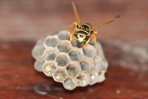 bee on honeycomb