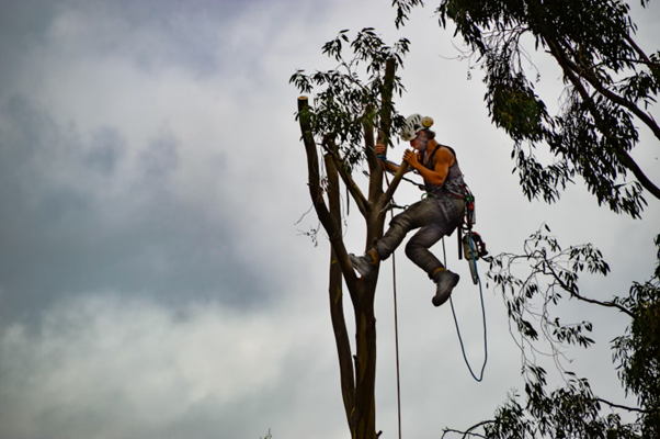 man trimming tree