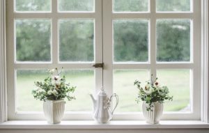 window with plants