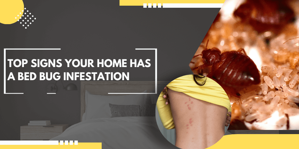 Top Signs Your Home Has a Bed Bug Infestation