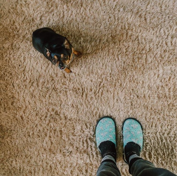 dog on carpet looking up at person