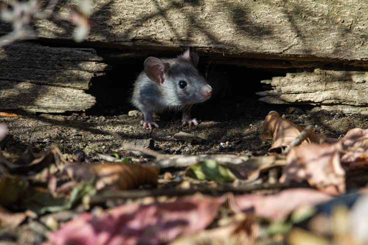 mouse looking out from brush