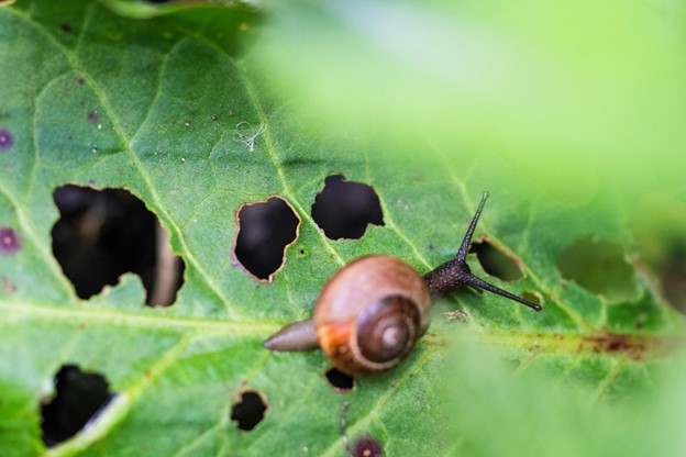 snail eating leaf with holes