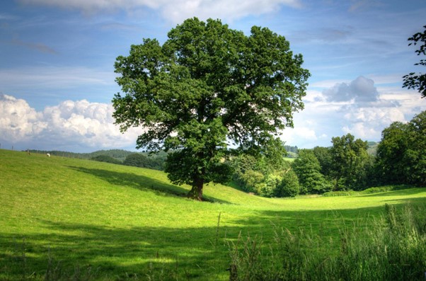 big leaf tree in field on hill