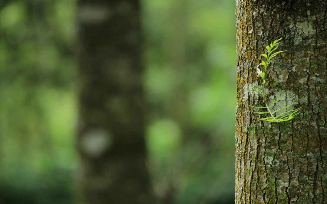 tree trunk in forest