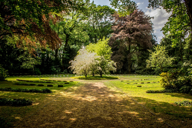 trees in park like area