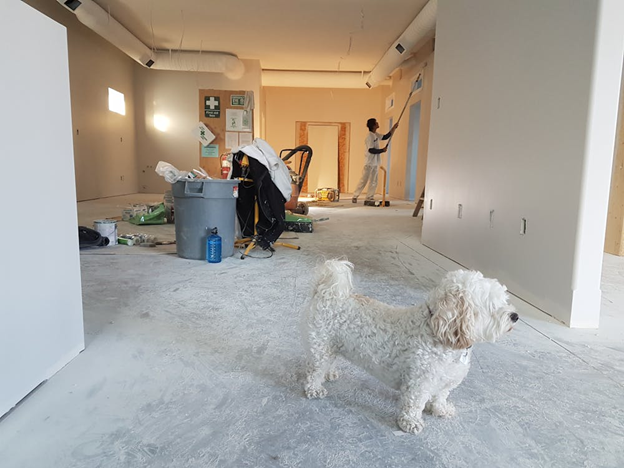 cute white dog in a room with someone painting