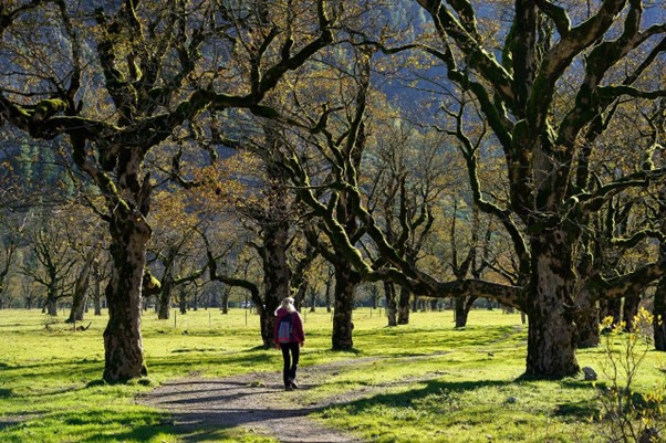 park area with trees