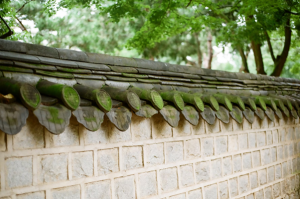 moss growing on roof