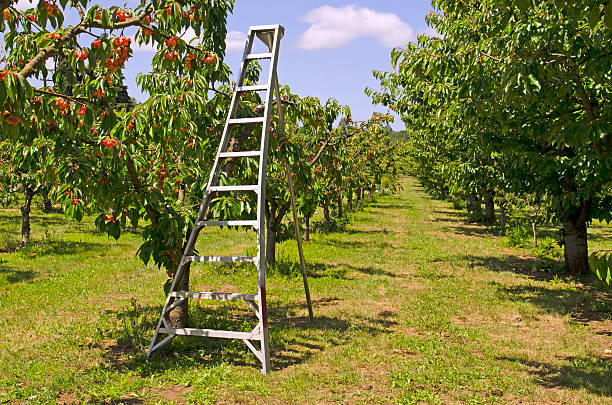 ladder in orchard near tree for picking fruit